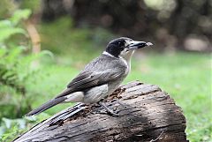 Gray Butcherbird